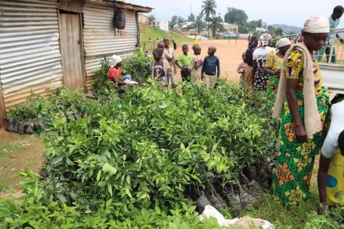 DISTRIBUTION-DES-ARBRES-FRUITIERS